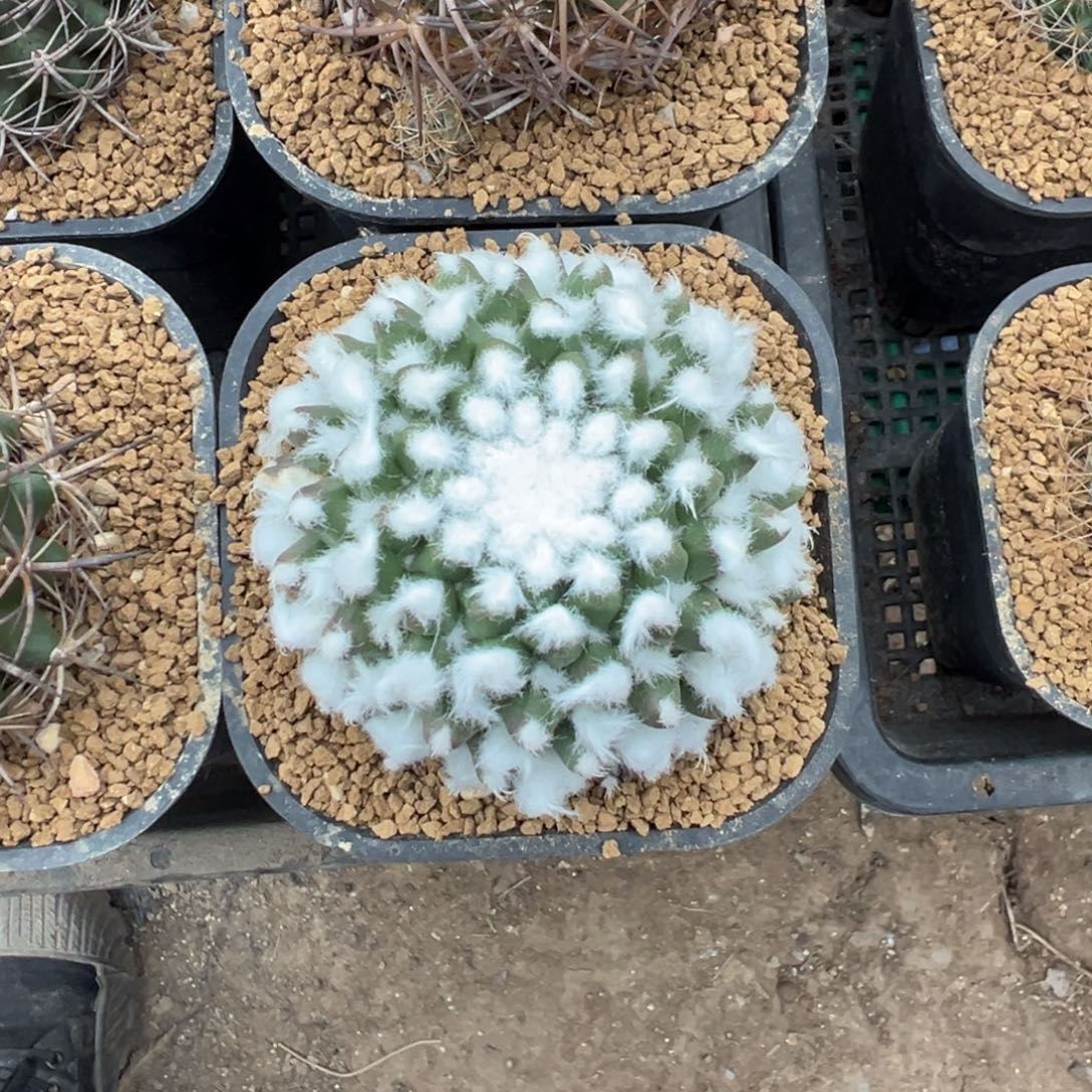多粒丸仙人球多肉植物带盆土