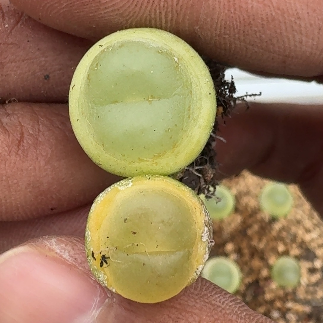 12-22-116特价1473.18