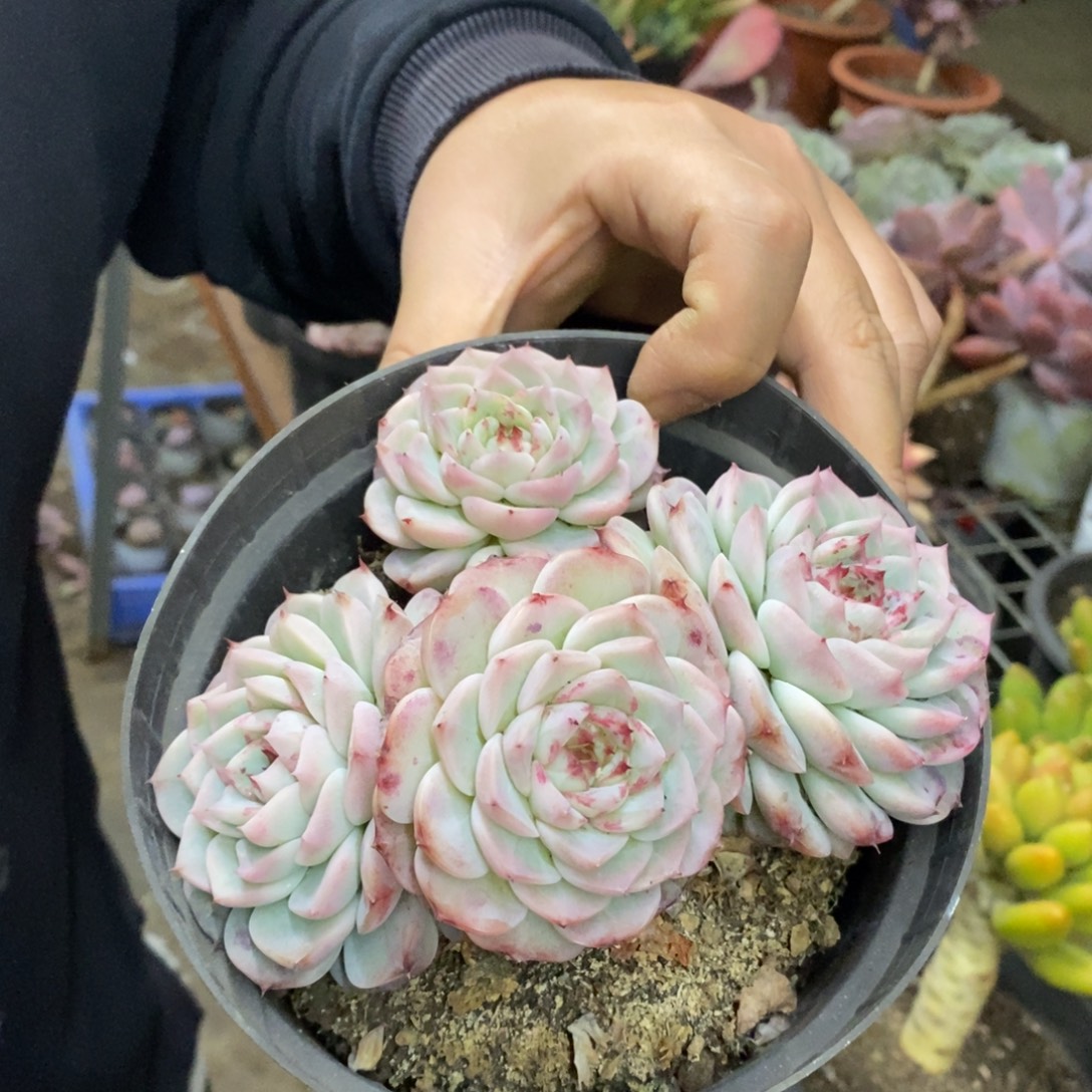 天鹅绒四头起发老桩