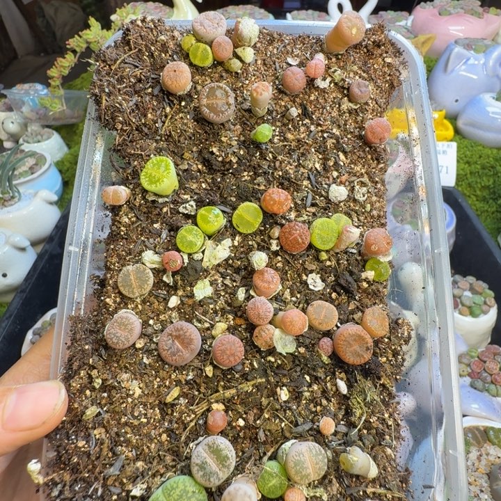 多肉植物开播福利冲1179