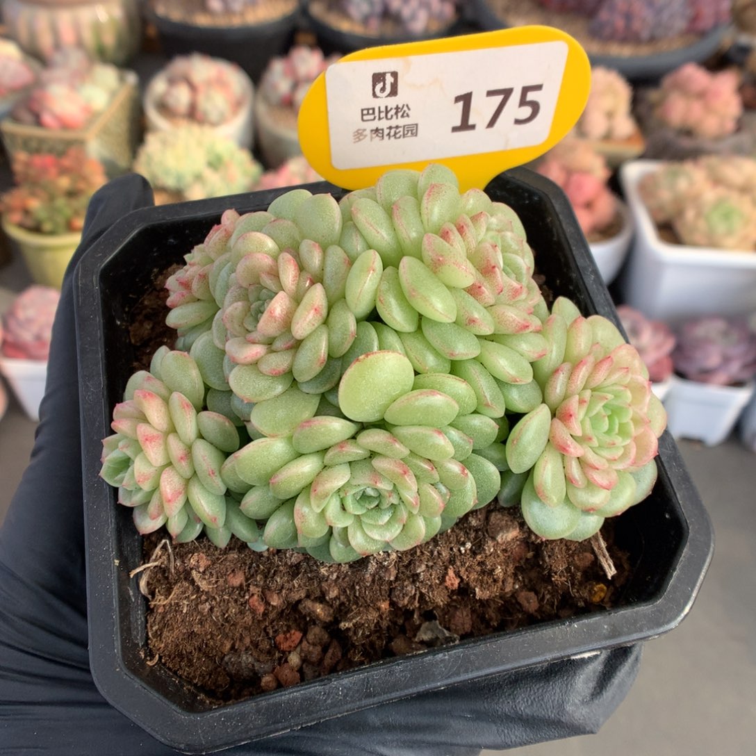 175 灯泡叶麦秆多肉