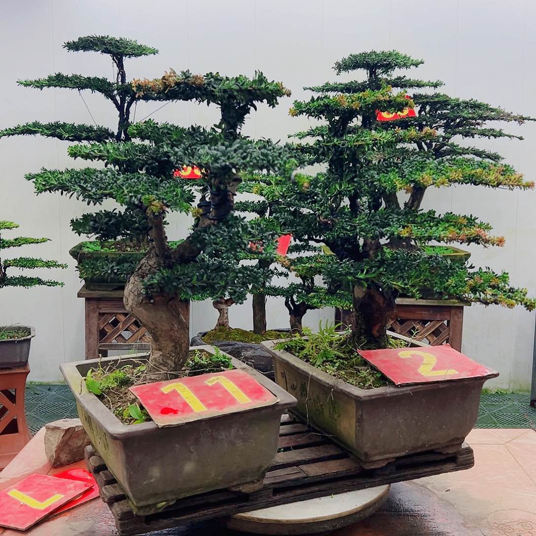 不开花植物罗汉松