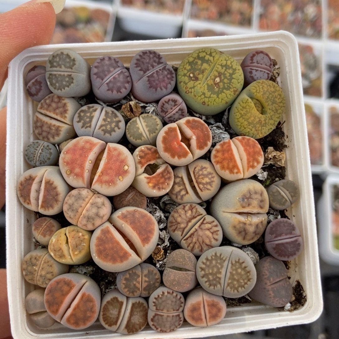 7500一盒七方混合