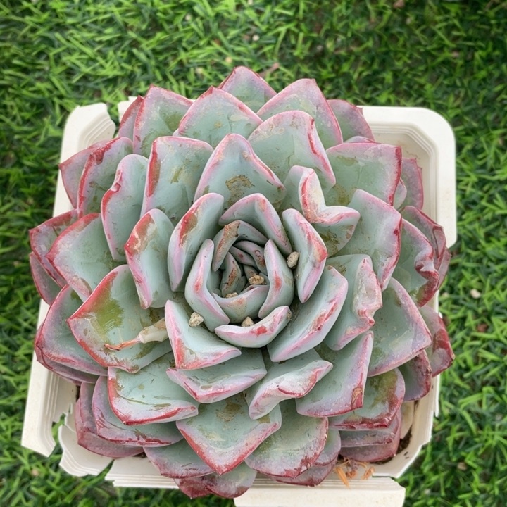 杂交冠幅13 公分一物一拍