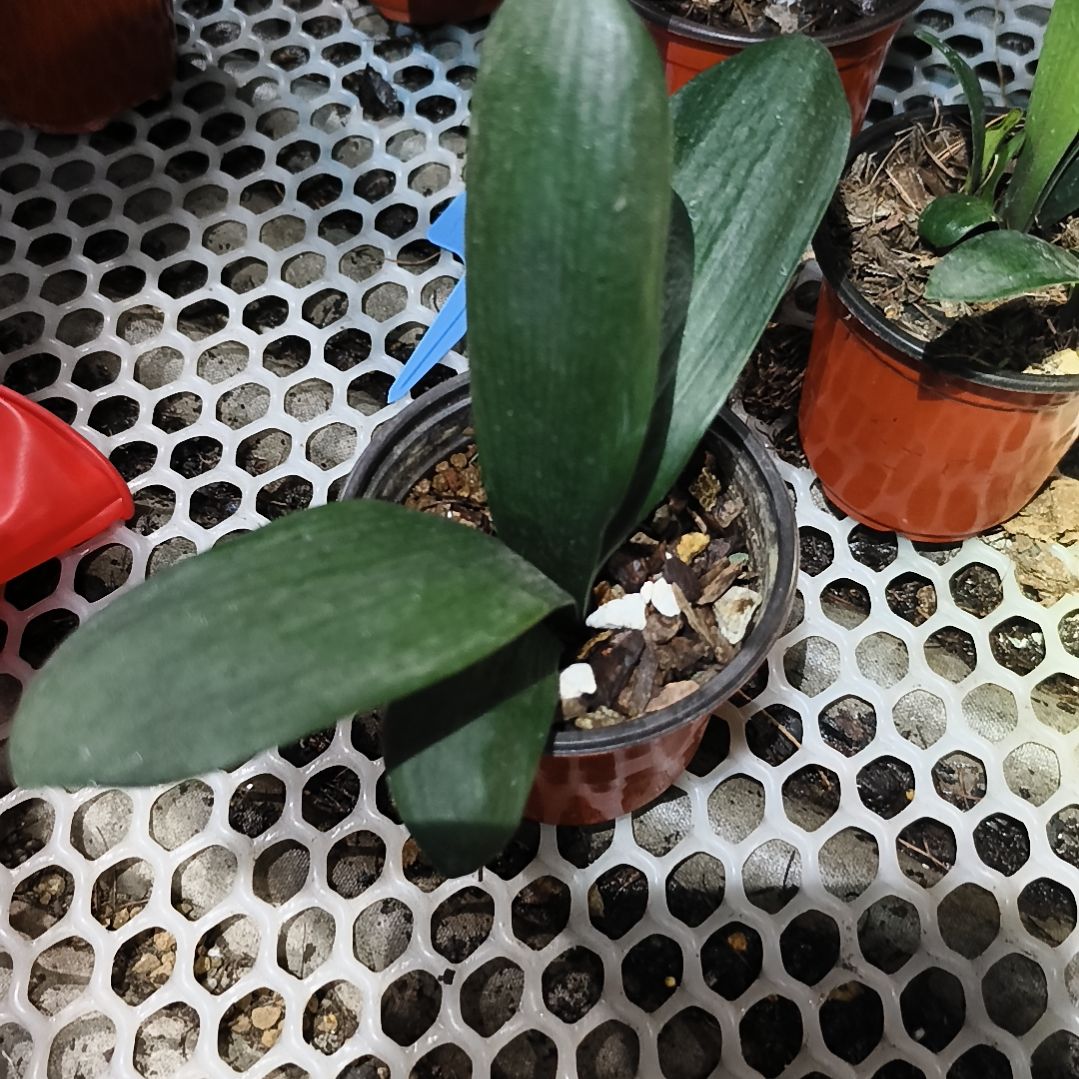 雨***丝完全开放盲盒苗残叶特惠一棵