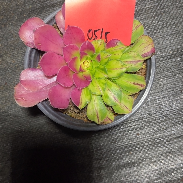 爱***肉知否多肉植物0515