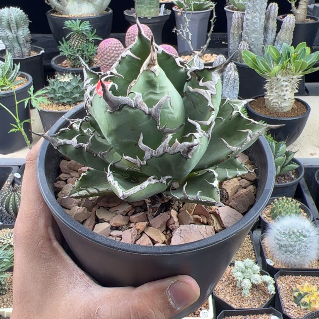 凯撒龙舌兰13一物一拍脱土发