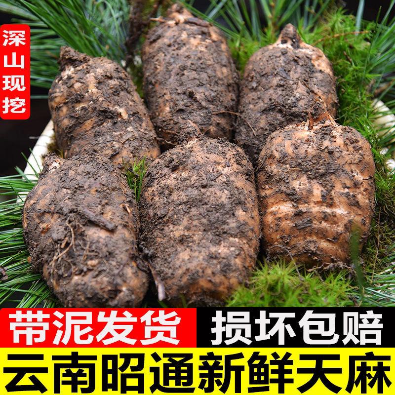 云南昭通小草坝【新鲜天麻】野外天麻过节送礼佳品