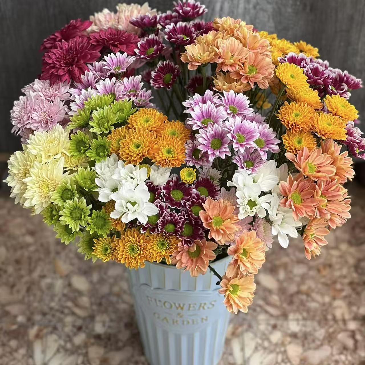 10枝随机色小雏菊5-6个色 (两单发顺丰或京东快递)