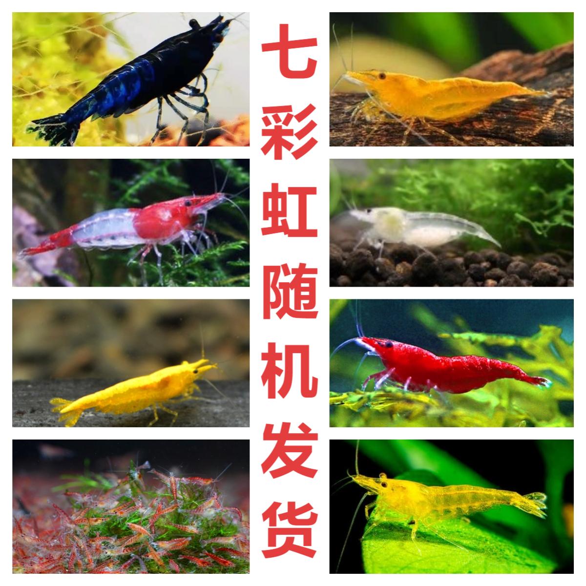 观赏虾淡水耐活七彩混色米虾水草清洁鱼虾除藻黑壳宠物虾极火繁殖
