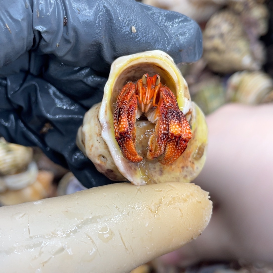 不退不换活体宠物108