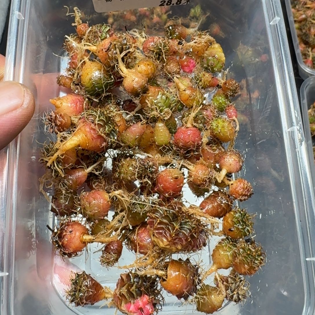 米哈实生自然锦练手球50颗左右230