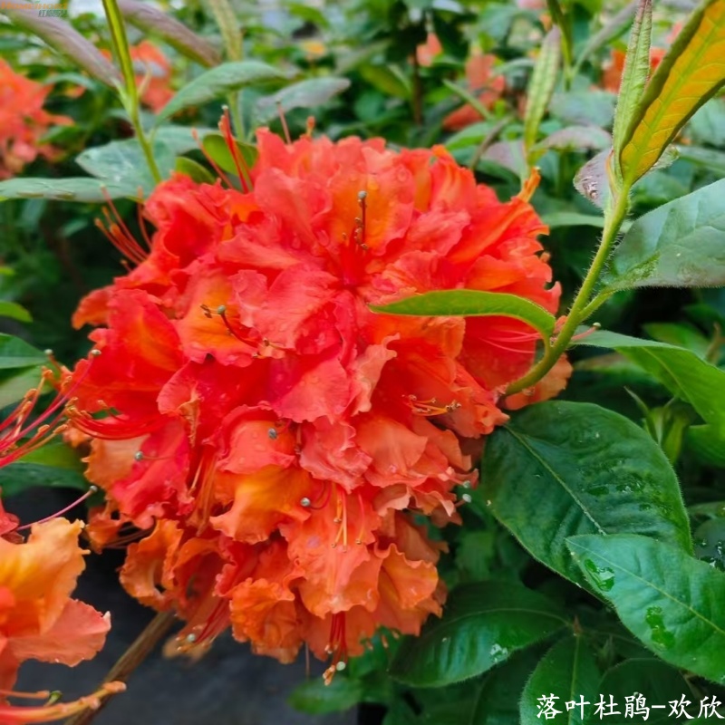 红梅园艺狂欢季特价 进口落叶杜鹃大苗-欢欣 抄底低价！！