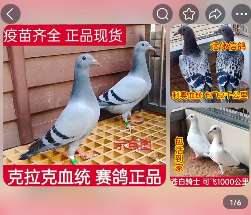 精品异色信鸽詹森系列一对挑选鸽子