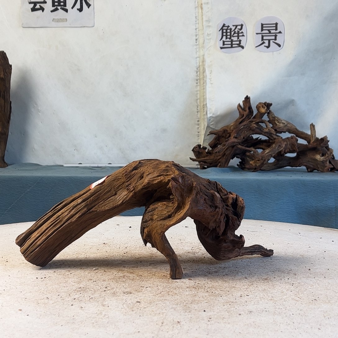 一**利沉木造景寄居蟹造景