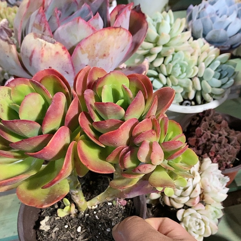 【闪购商品】红梅2932
