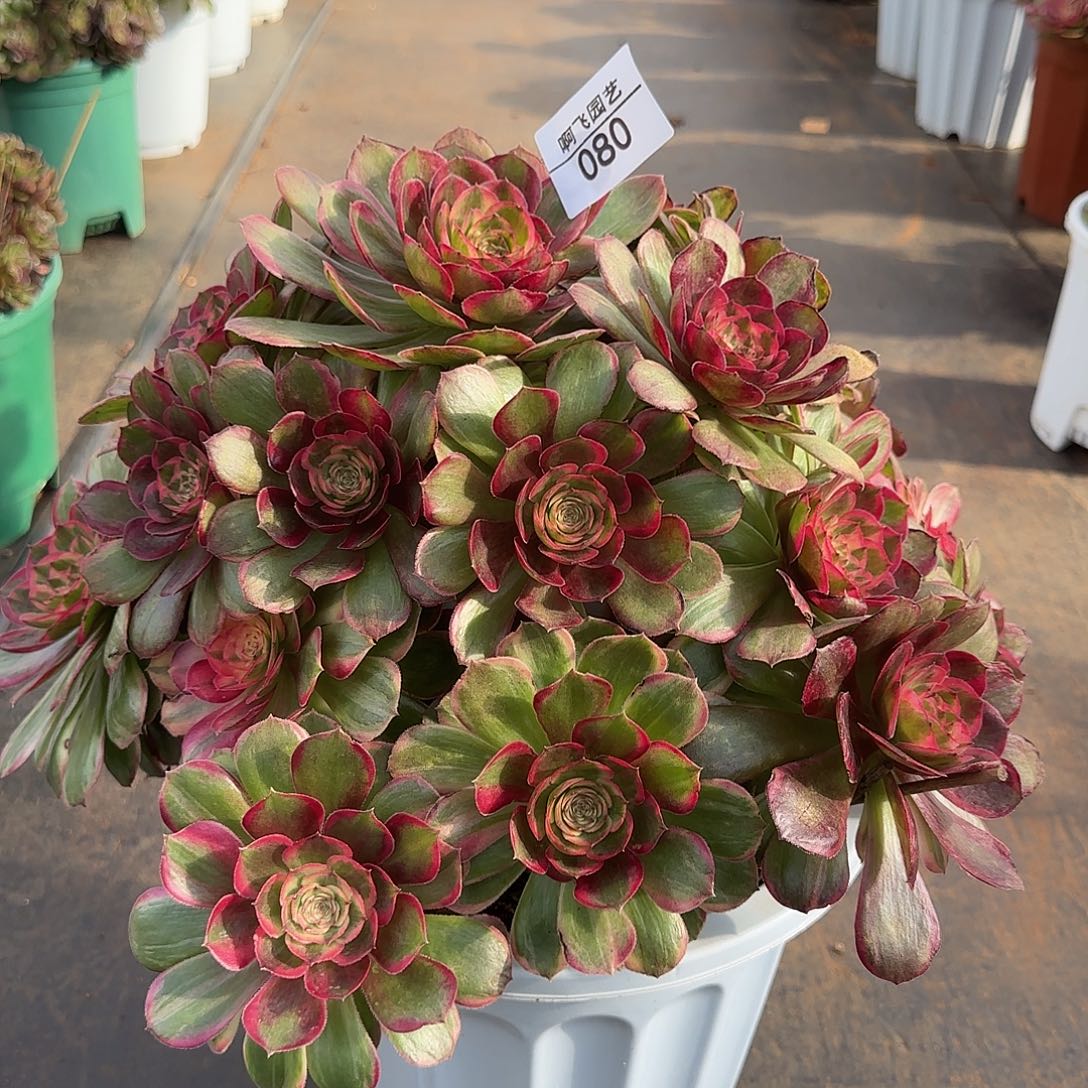 080多肉 桃花坞生日福利