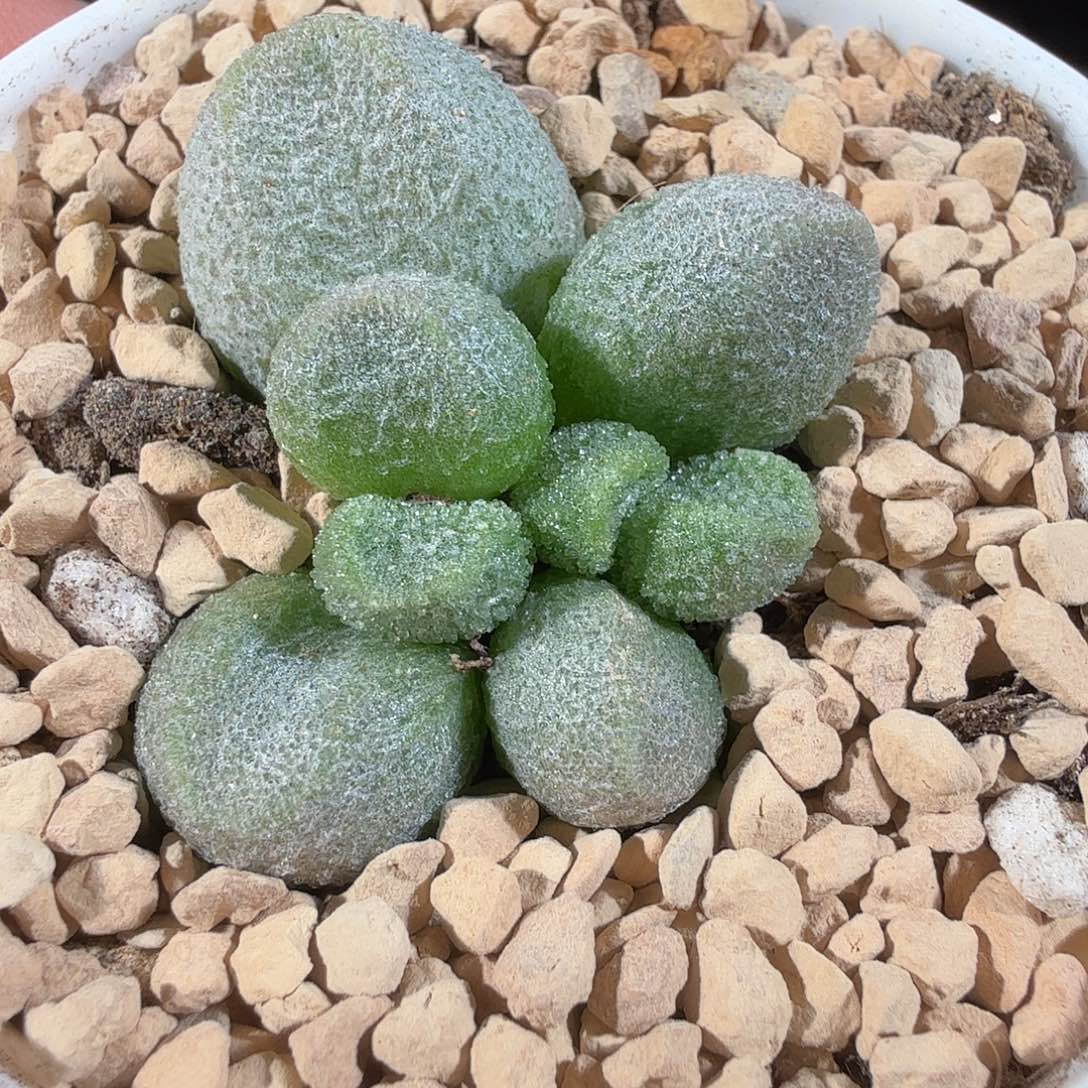 银之卵               