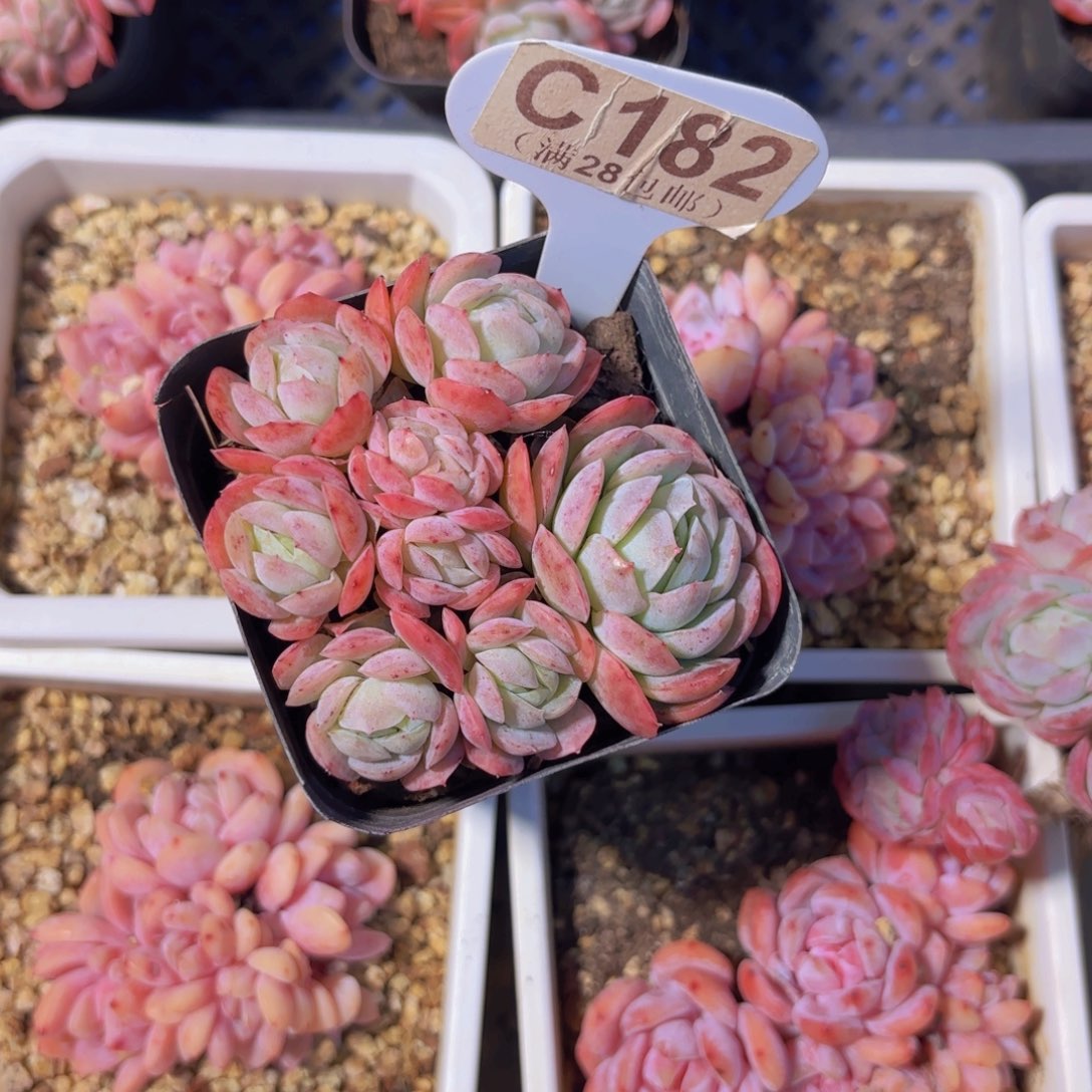 C182贝瑞一物一拍