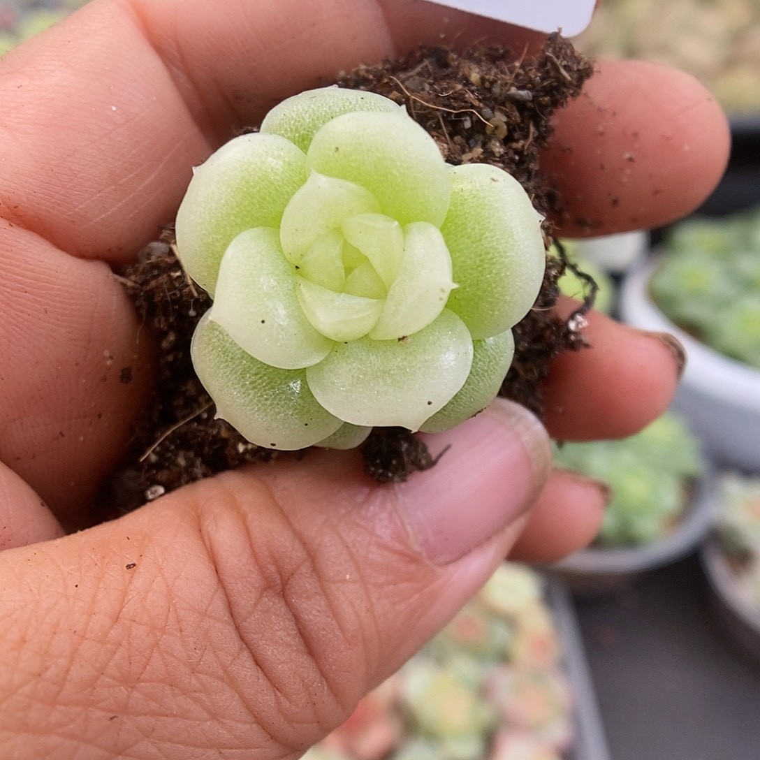 一物一拍一物一拍911-375