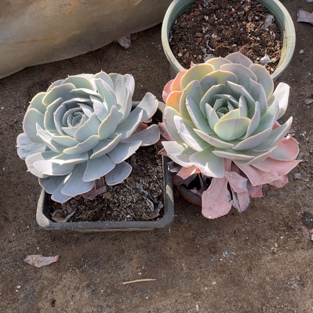 郑***常大部分开放少量花苞