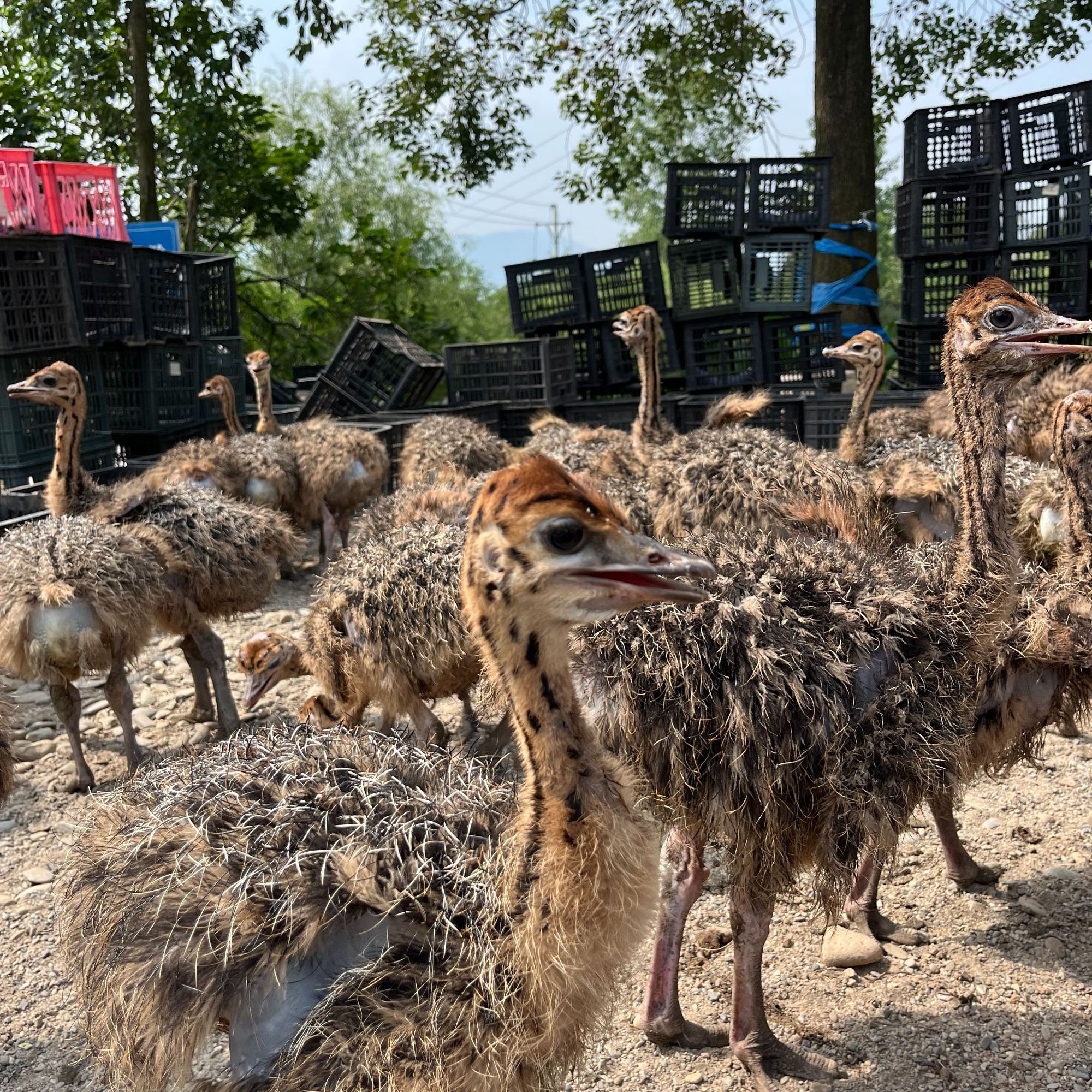 宠物文鸟萌鸵 10金 公母可选