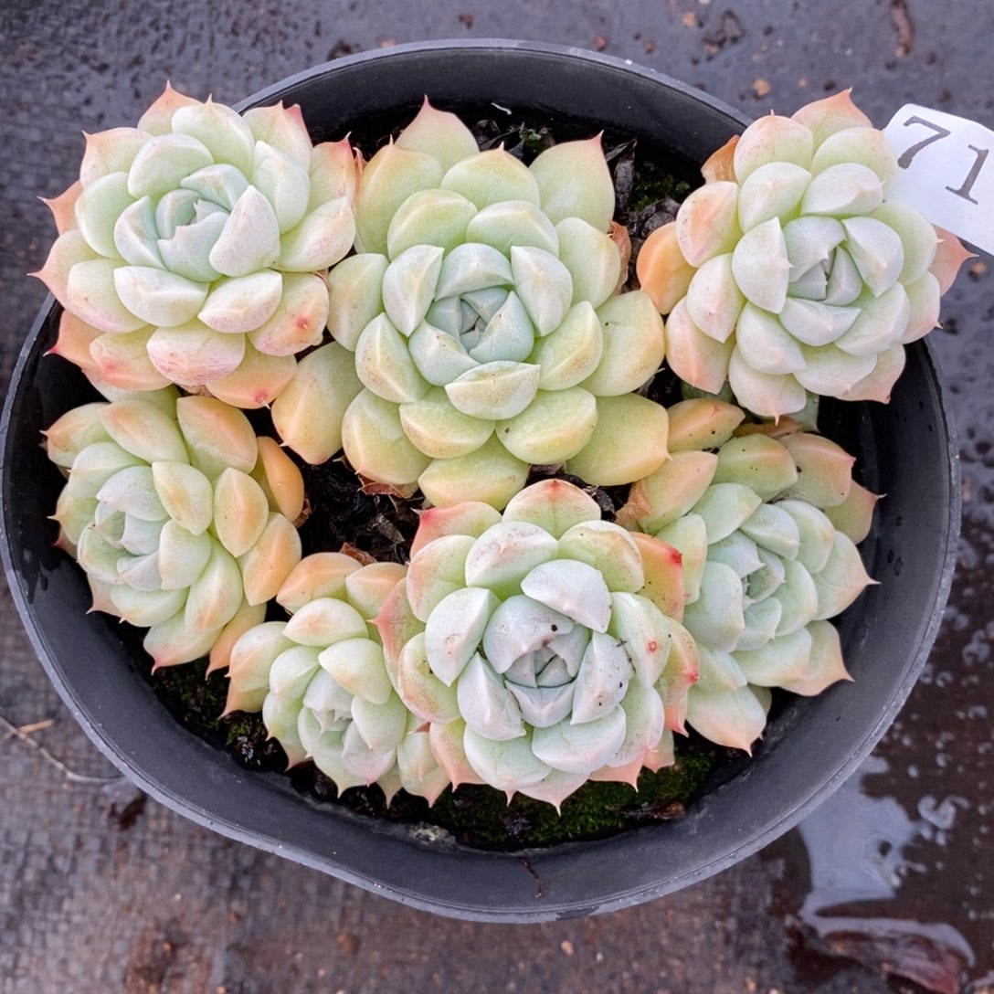 云*朵7177杂交多肉老桩