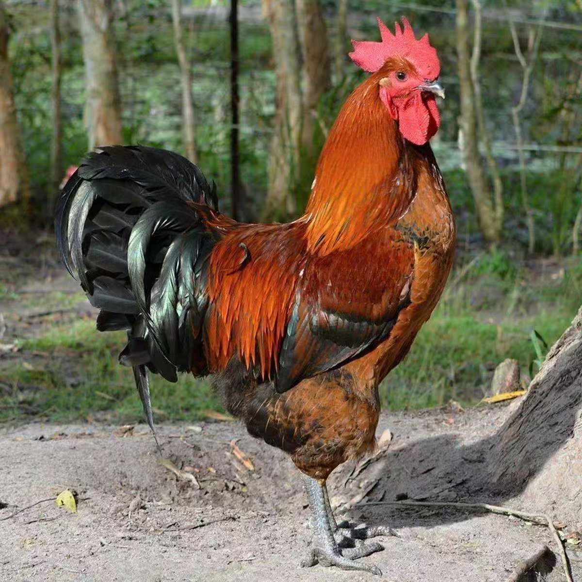 【妈我饿了专属】正宗  东北农村黑爪二笨公鸡