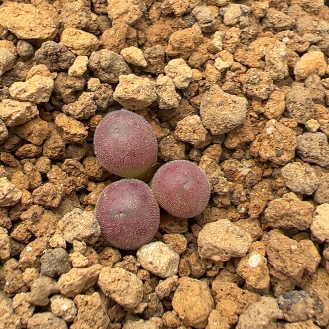 量拍猕猴桃肉锥一颗