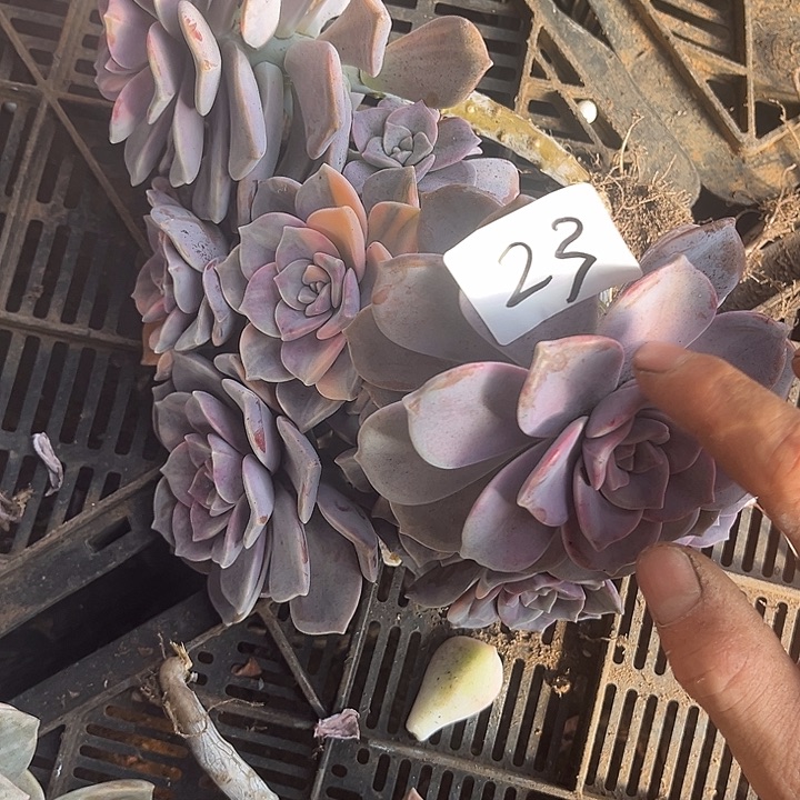 整***猫紫乐景23号20多肉植物