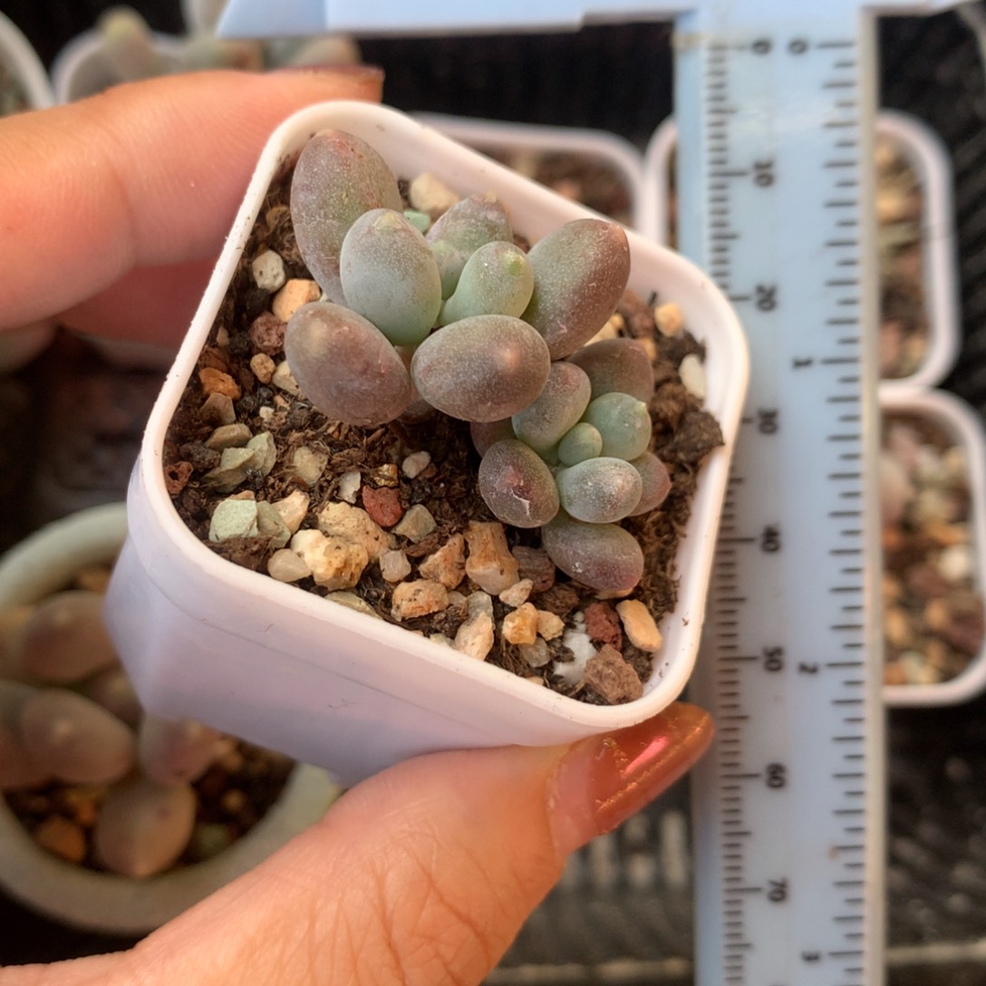 咖啡猫 精品韩国奶酪多肉