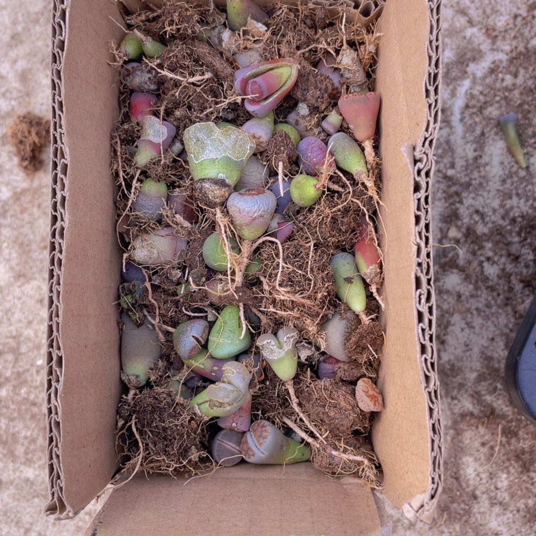 一箱混搭800888888888