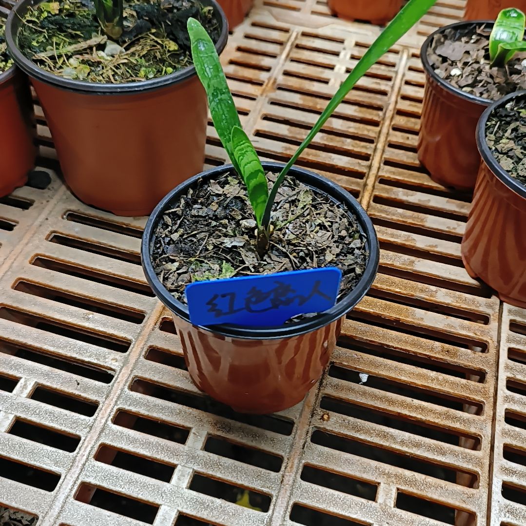 完全开放君子兰默认君子兰红色