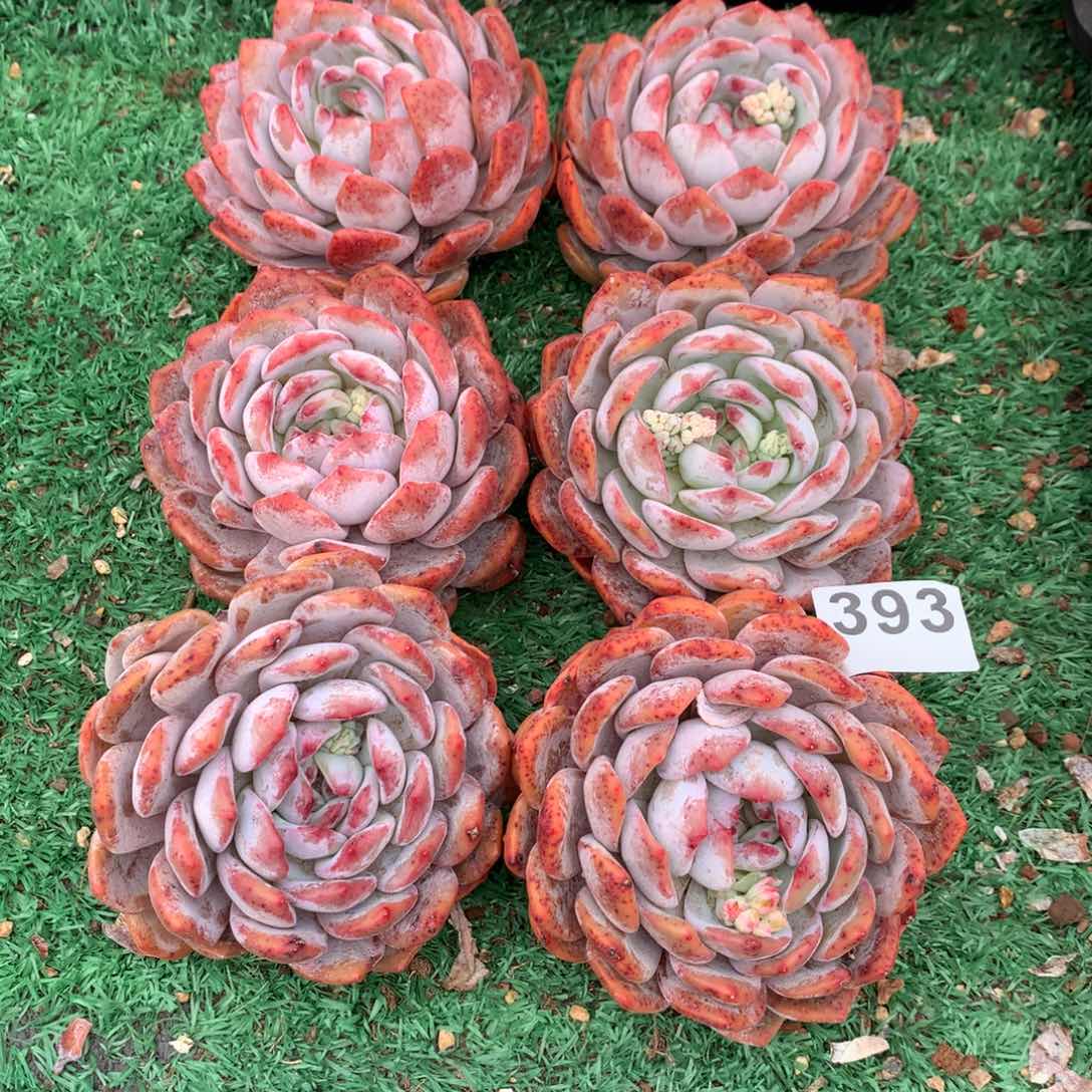 393橙子多肉植物组合