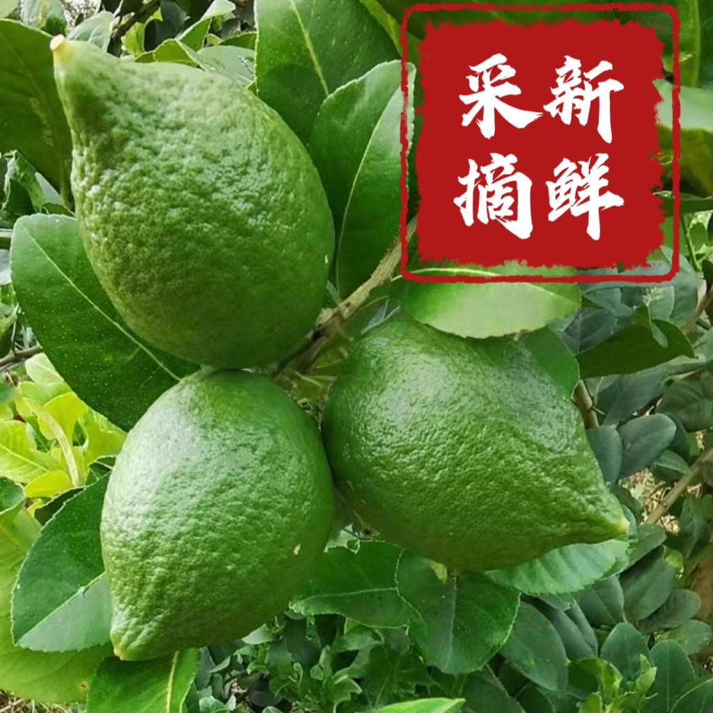 5斤特惠装正宗广东香水柠檬新鲜现摘现发奶茶店商用品质香气浓郁