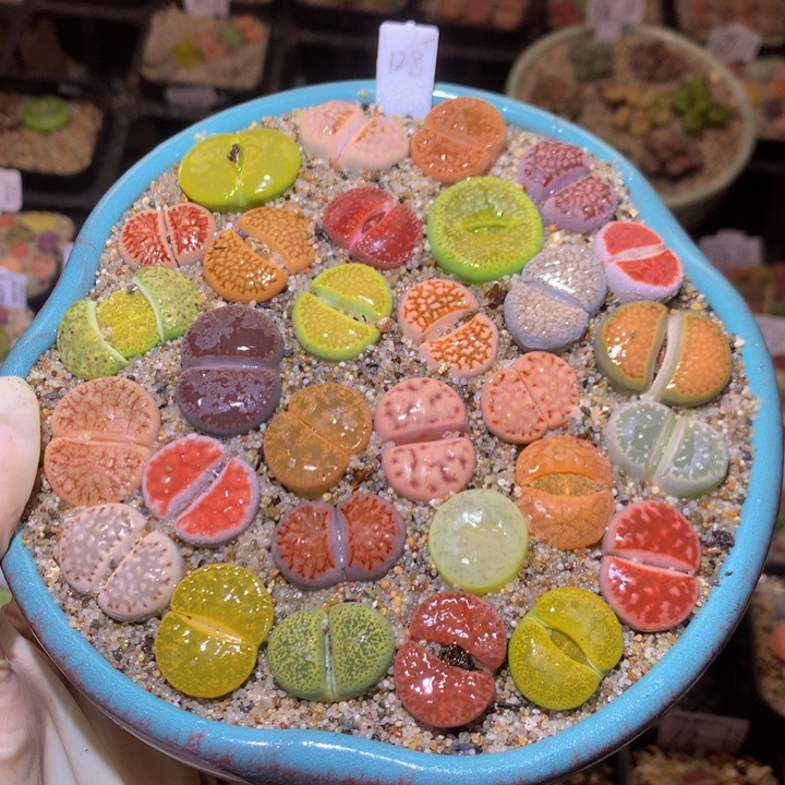 精品生石花221.112