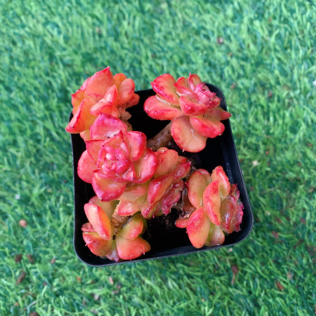 蜡牡丹群5-7CM【花界草堂】 精品多肉 阳台盆栽 一单包邮