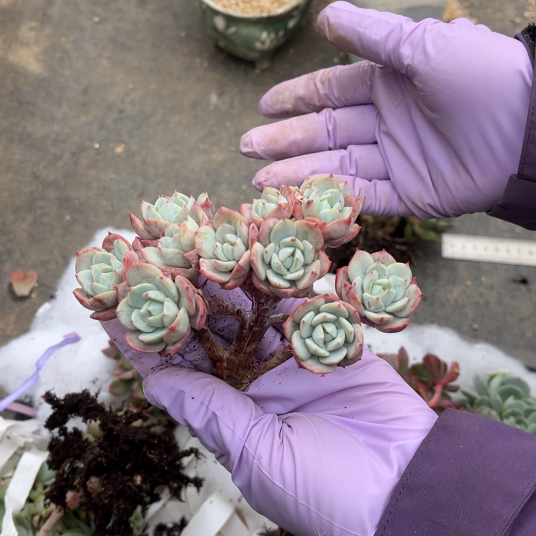 恋曲朵朵缀自然群