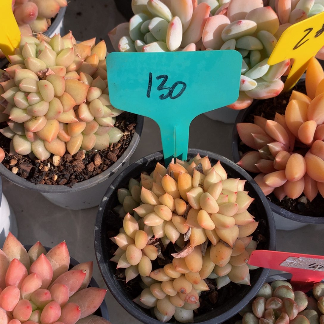 黄金象牙ywuwuwuwuwuw