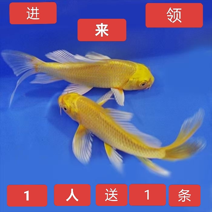 锦鲤观赏鱼鲤鱼龙凤锦鲤耐活鱼黄金鱼苗好看冷水鱼添运适合新手