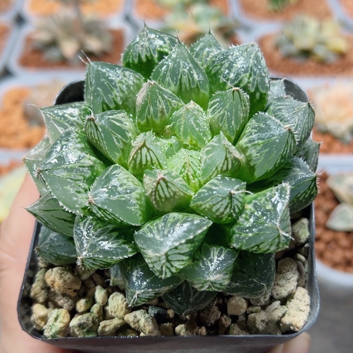 十二卷多肉大叶楼兰