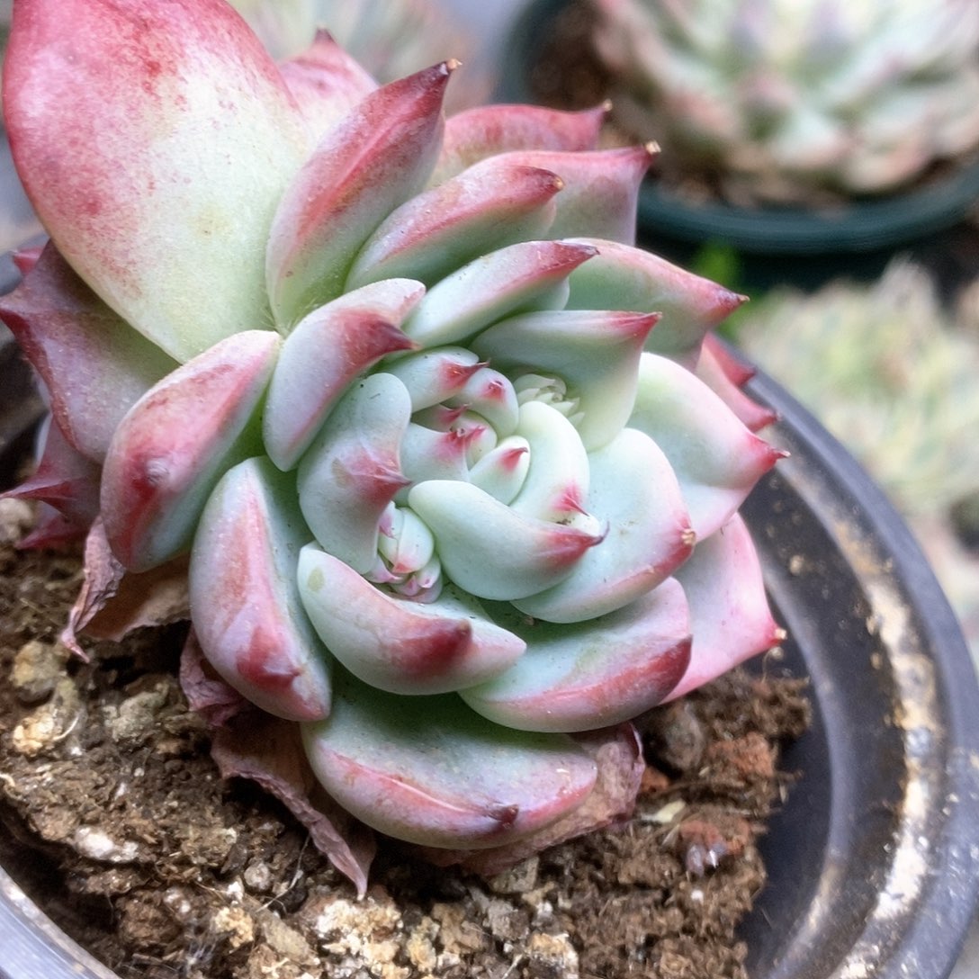 163锦锦锦锦锦锦锦