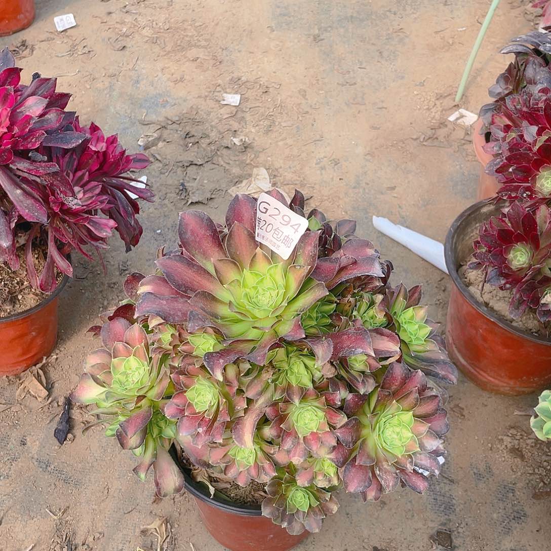 294韶华多肉法师