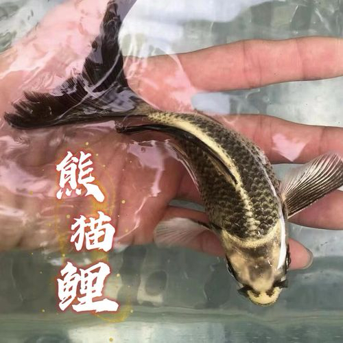 精品熊猫蝴蝶鲤普身