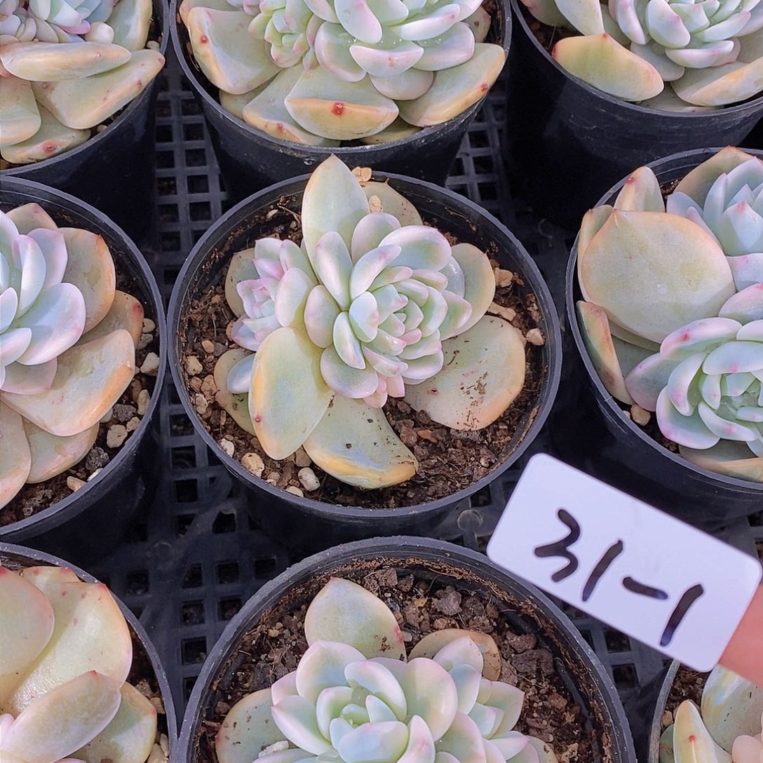 31-1-梦露锦双覆轮起发福利一颗 量拍