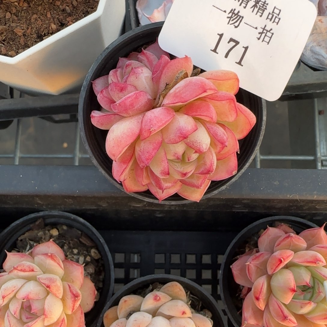 闪购精品多肉171号