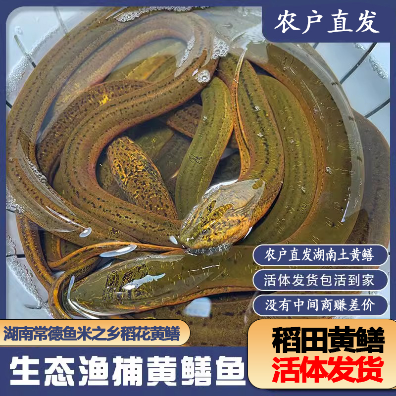 3稻花土黄鳝新鲜黄鳝鲜活活体黄鳝鱼活鱼现捕现抓鳝鱼