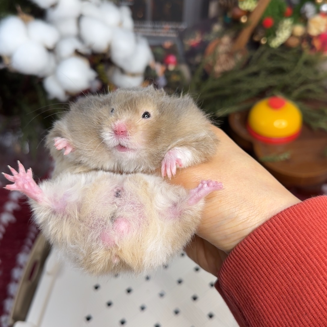 黑黄波弟弟11.08生日