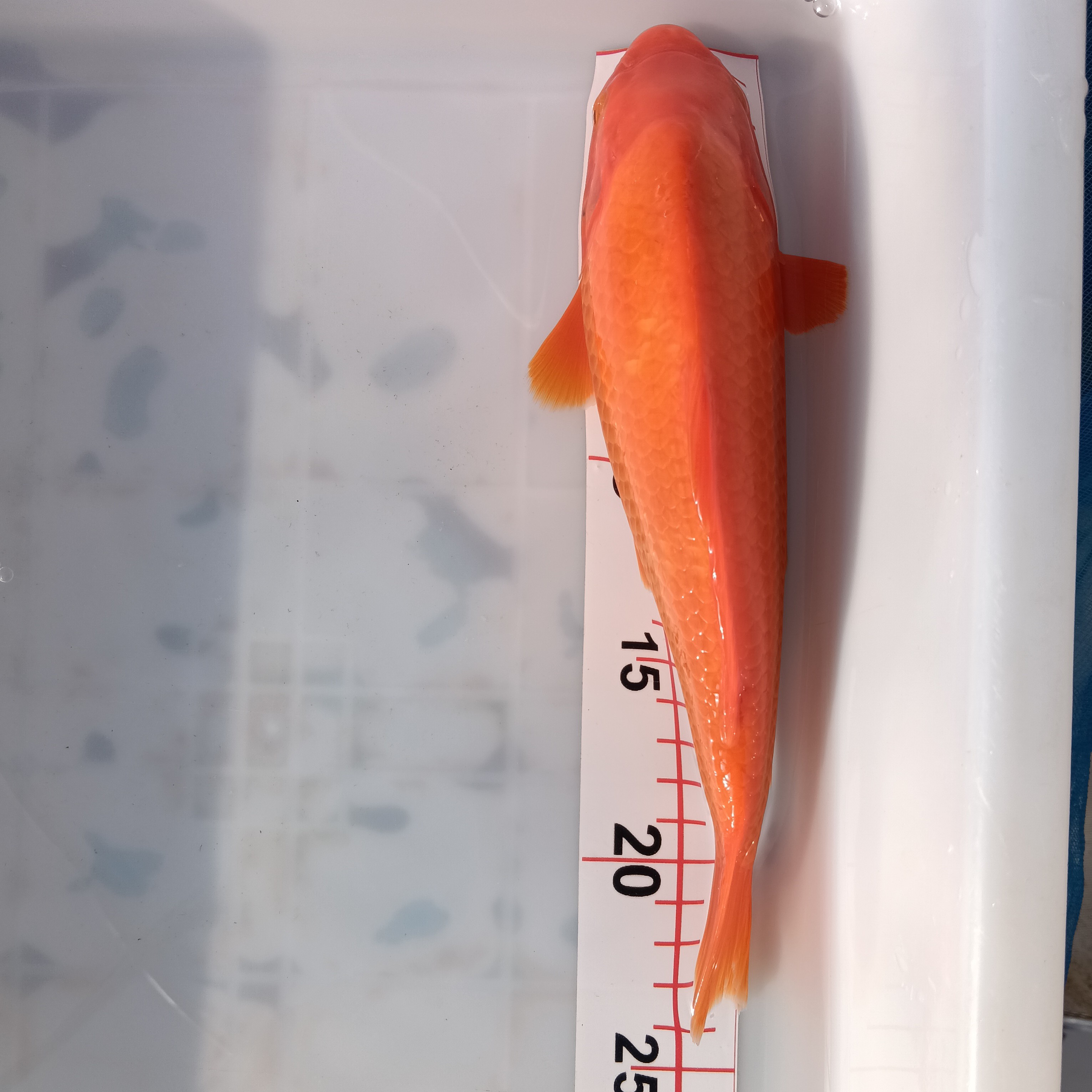 火焰红锦鲤活体冷水淡水观赏鱼好养耐活新手水族