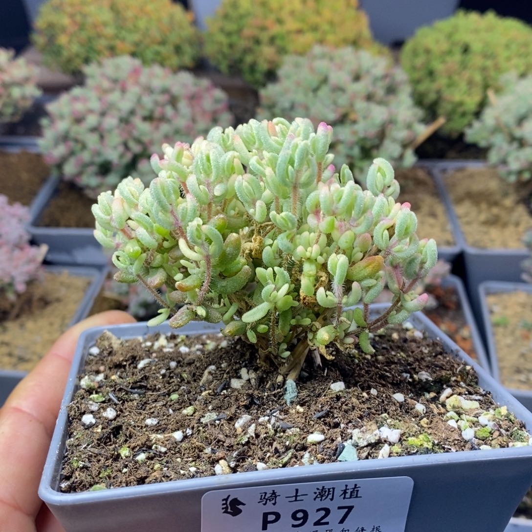 927红宝石锦多肉